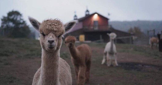 Three alpacas standing in front of a blurry barn in the background 